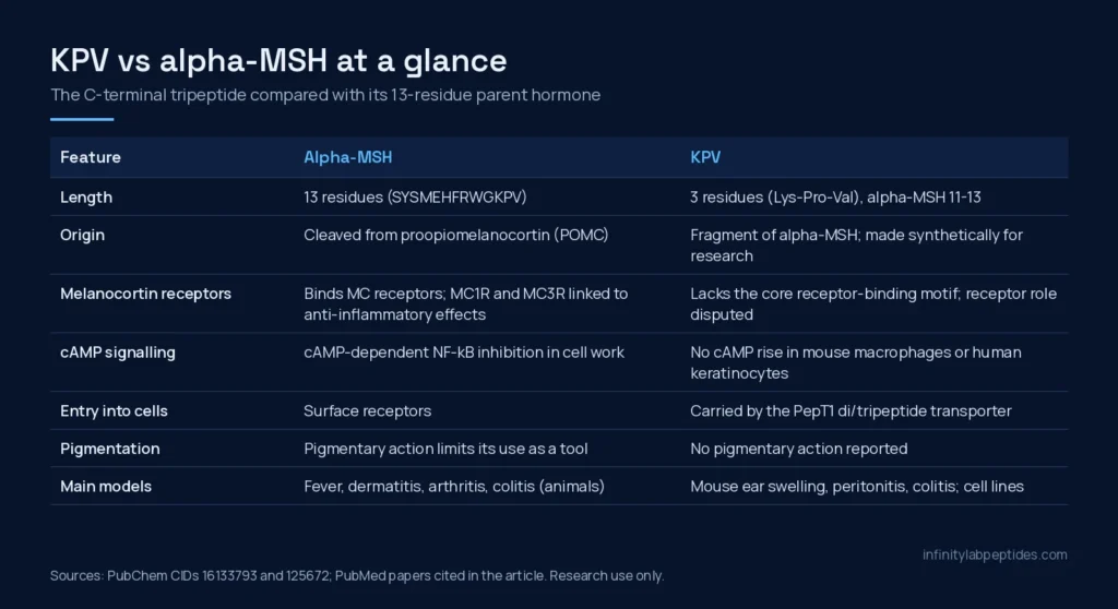 Comparison table of alpha-MSH and KPV: length, origin, melanocortin receptors, cAMP signalling, cell entry, pigmentation and models