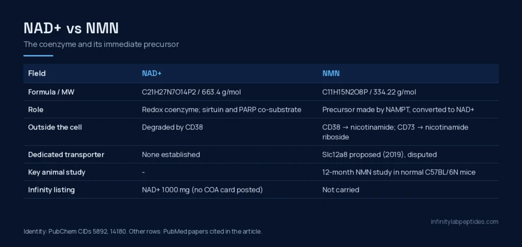Comparison table of NAD+ and NMN: formula, molecular weight, role, extracellular enzymes, transporter and animal evidence