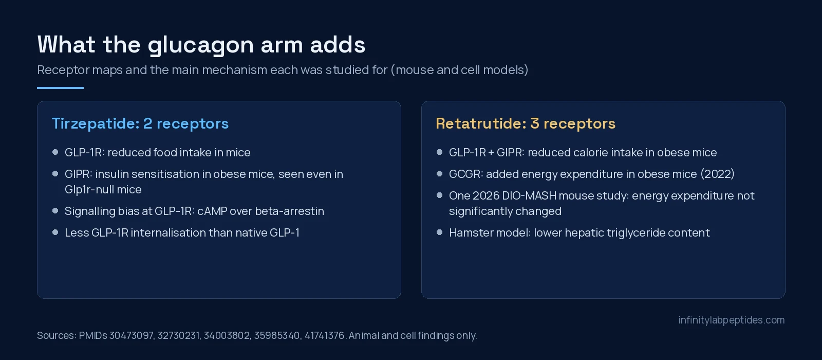 Two-panel diagram of tirzepatide's two receptors and retatrutide's three receptors with the mechanisms studied in mouse and cell models