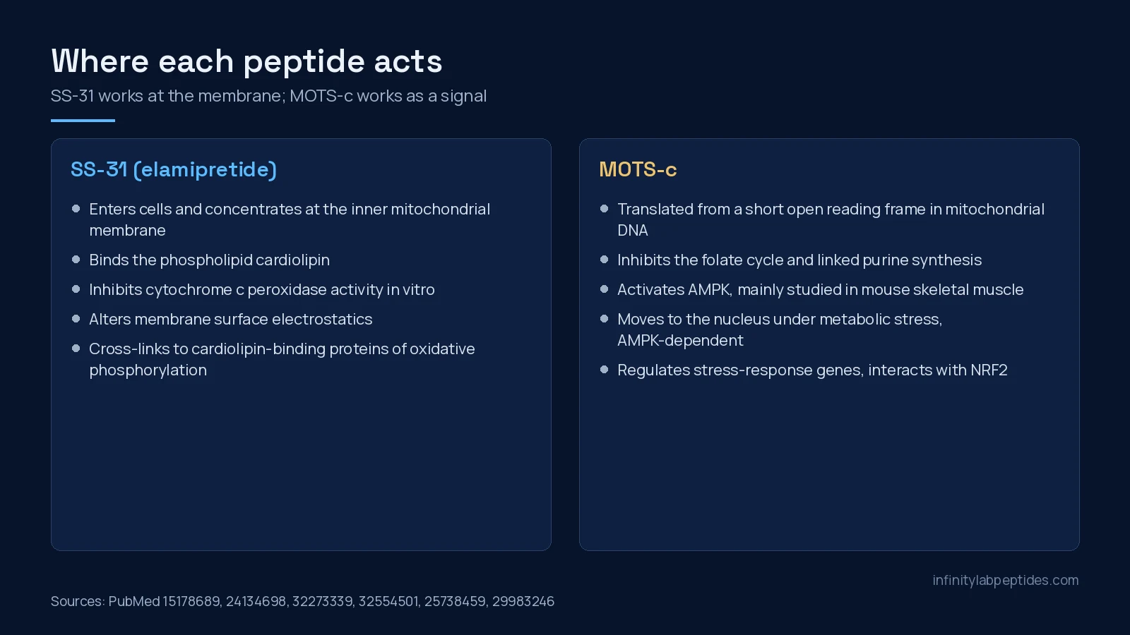 Two-panel diagram: SS-31 binds cardiolipin at the inner mitochondrial membrane; MOTS-c acts through the folate cycle, AMPK and the nucleus